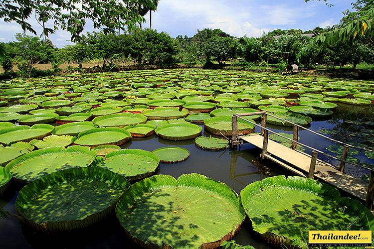 Bunga Super Unik Di Utara Thailand, Bisa Dinaiki Manusia